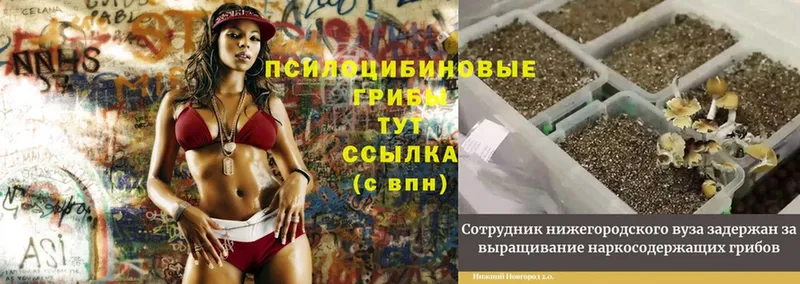 даркнет сайт  Верхняя Салда  Псилоцибиновые грибы Magic Shrooms 